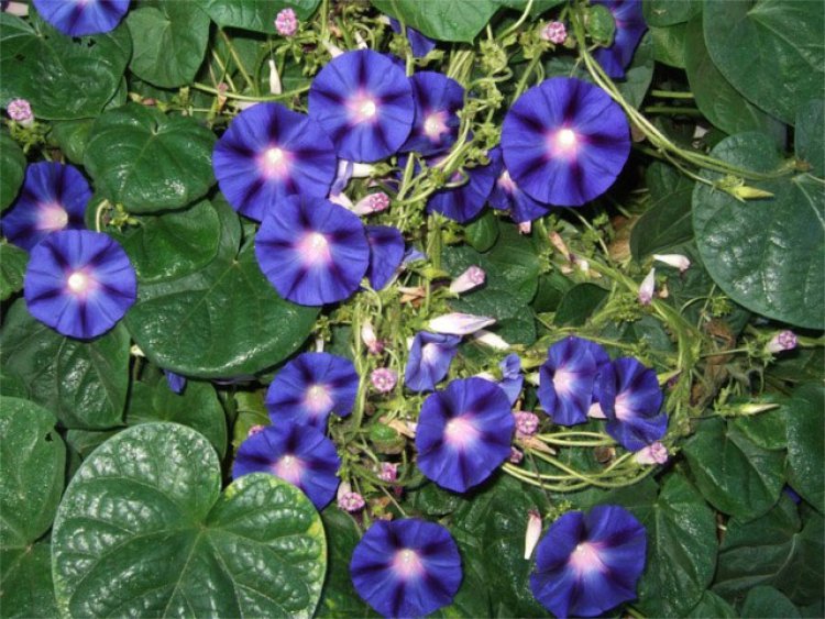 Giậu đổ bìm leo